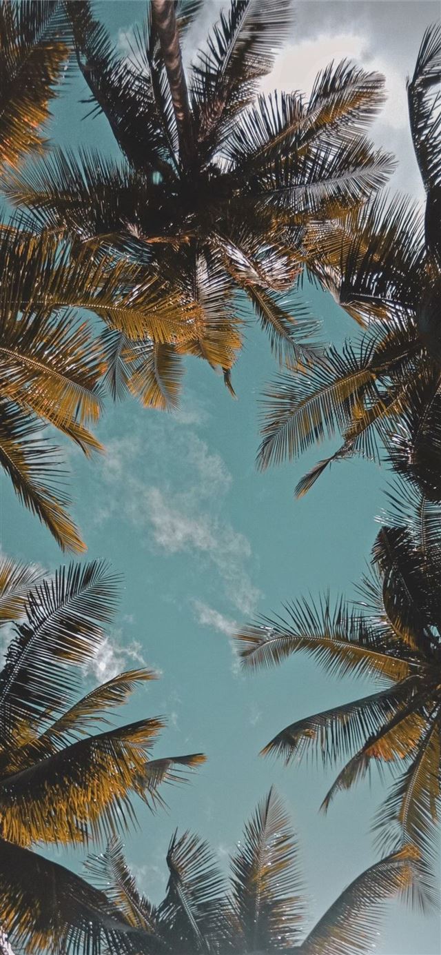 1125x2436 ENJOY THE PALM LIFE - oahu hawaii iPhone X Wallpaper