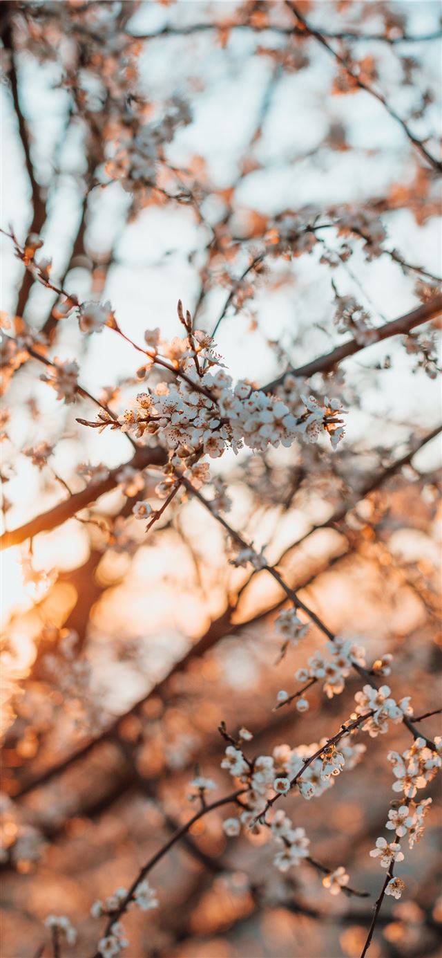 1125x2436 brown tree branch in tilt shift lens - grey iPhone X Wallpaper