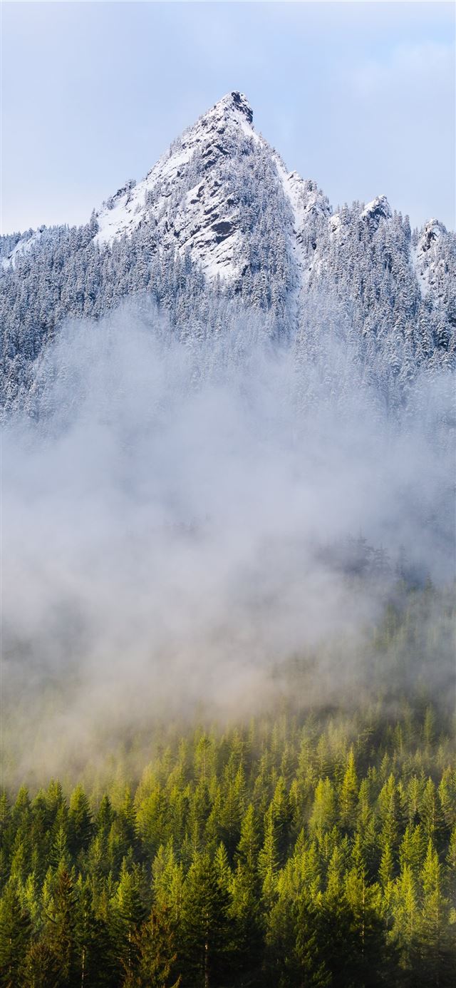 1125x2436 pine trees near mountian - tree iPhone X Wallpaper