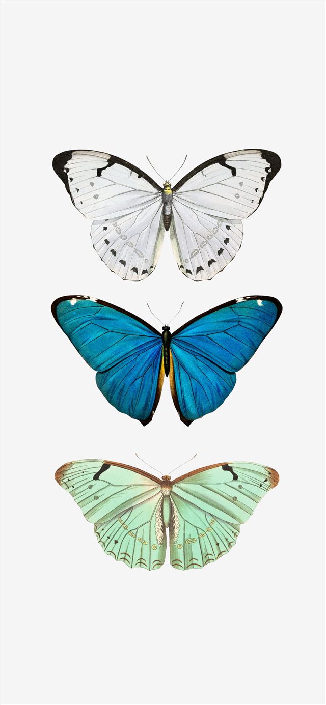 1125x2436 Butterfly - trends iPhone X Wallpaper