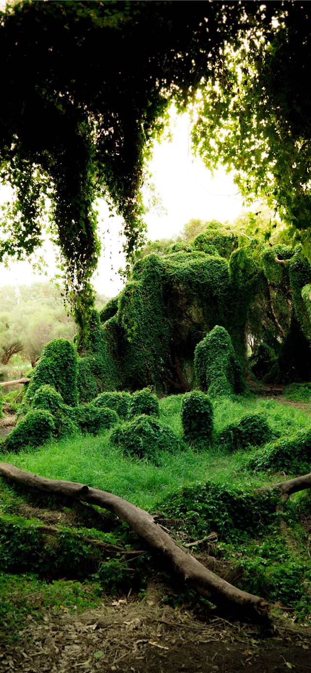 1125x2436 green plants during daytime - green iPhone X Wallpaper