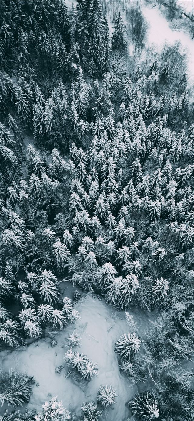 1125x2436 bird's eye view of trees - grey iPhone X Wallpaper