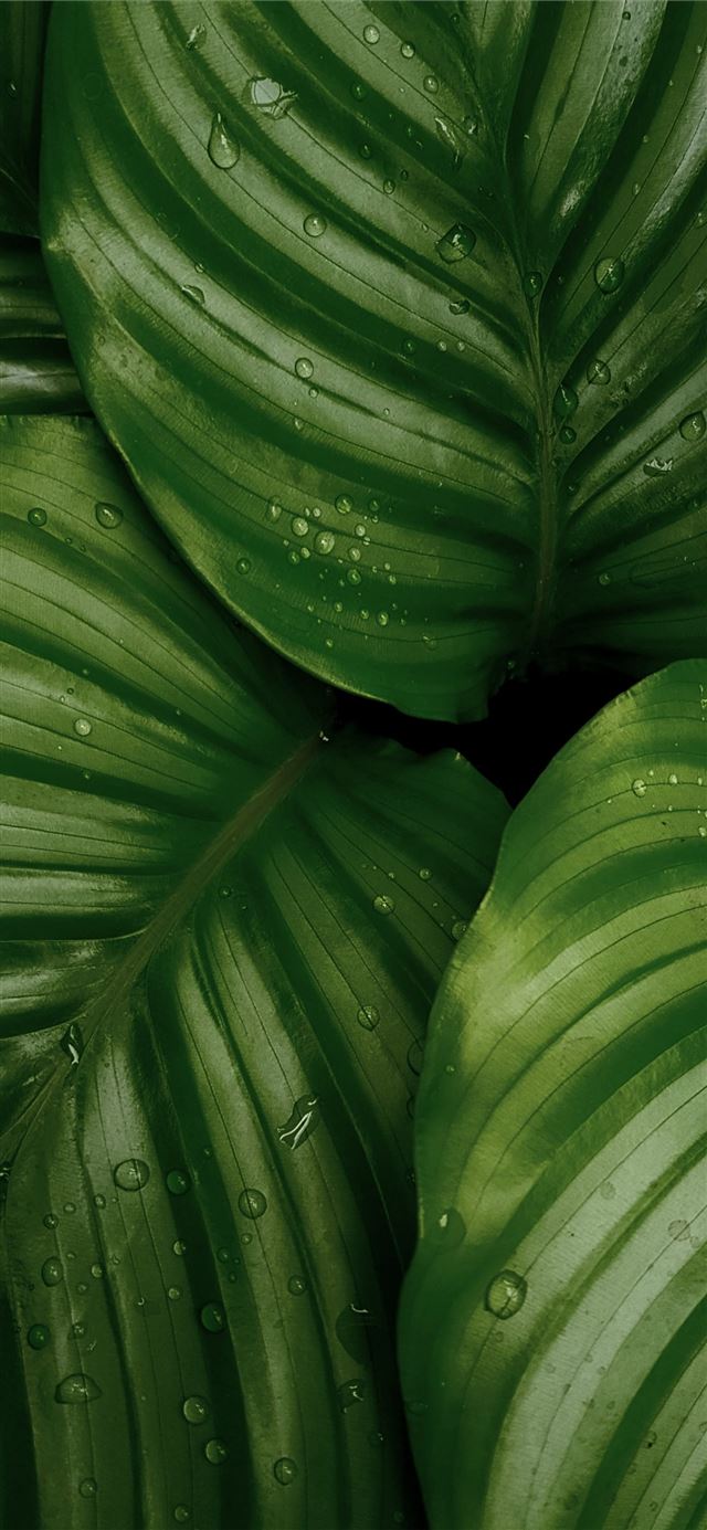 1125x2436 water droplets on green leaves - green iPhone X Wallpaper