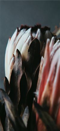 white and pink petaled flowers wallpaper