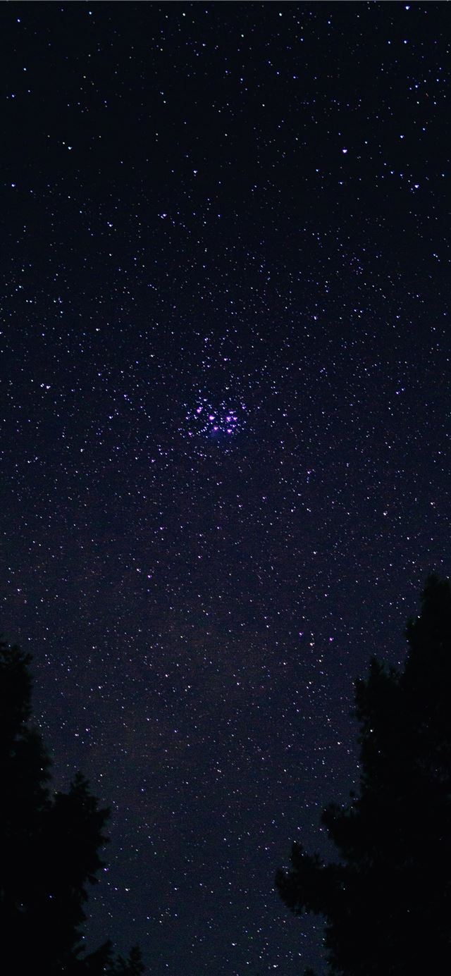 1125x2436 silhouette of trees under starry night - space iPhone X Wallpaper