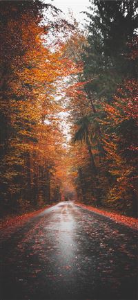 empty road surrounded by tree lines wallpaper