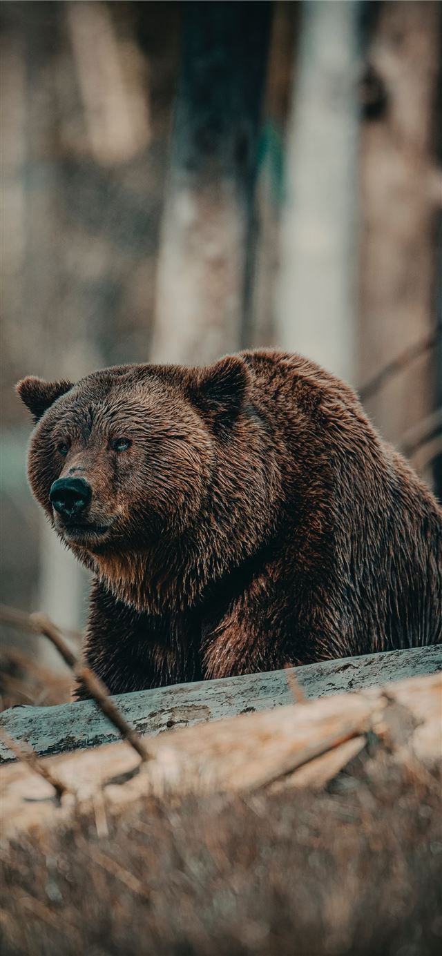1125x2436 brown bear on brown wooden log during daytime - sweden iPhone X Wallpaper
