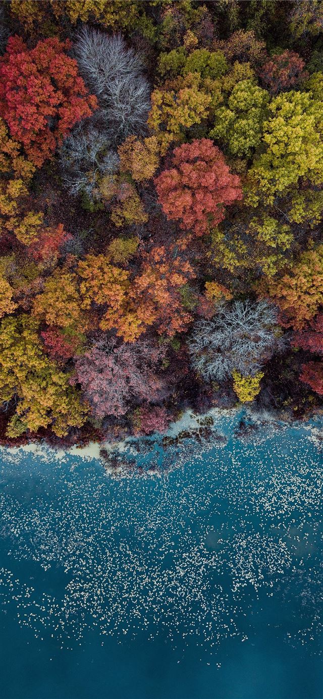 1125x2436 high angle photography of assorted colored trees d... - water iPhone X Wallpaper