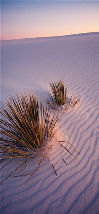 green plants on white sands during daytime wallpaper