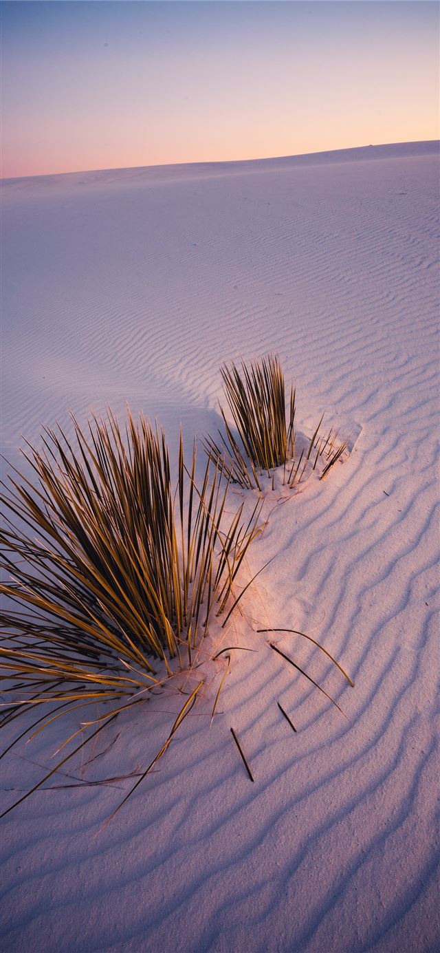 1125x2436 green plants on white sands during daytime - grey iPhone X Wallpaper
