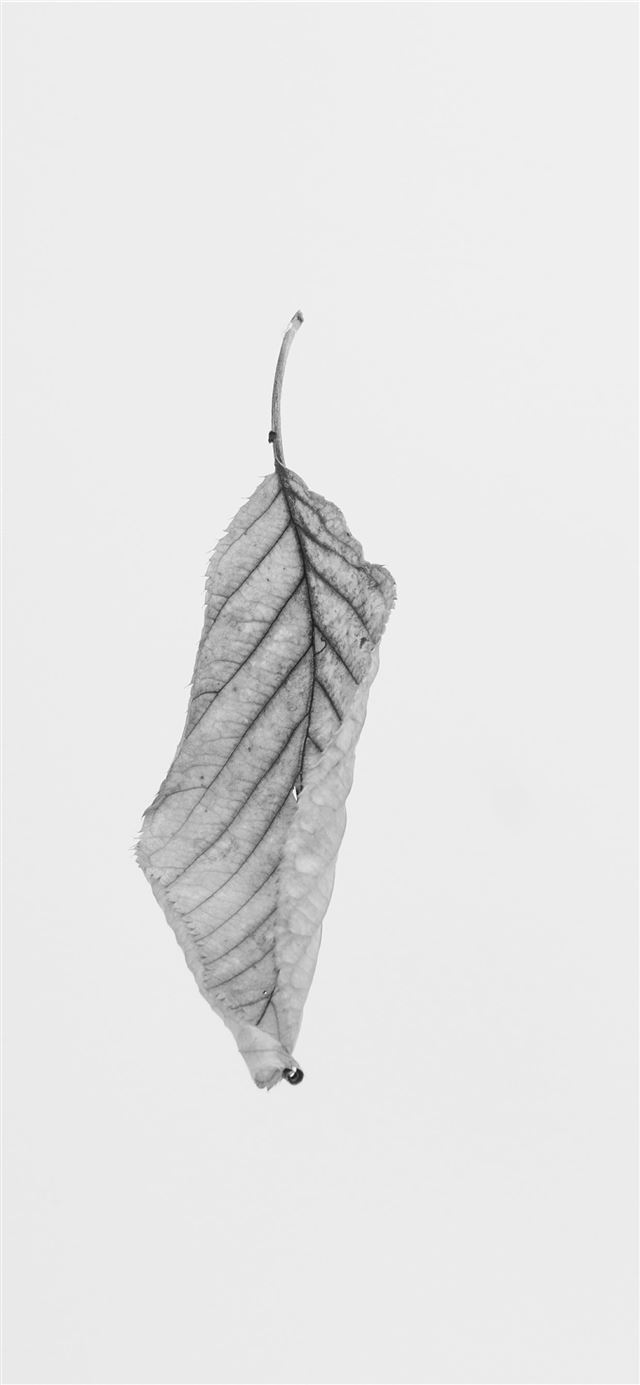 1125x2436 grayscale of leaf - winter iPhone X Wallpaper