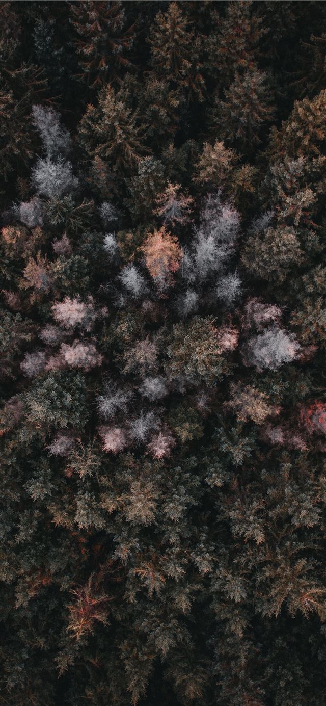 1125x2436 aerial view of trees - scenery iPhone X Wallpaper
