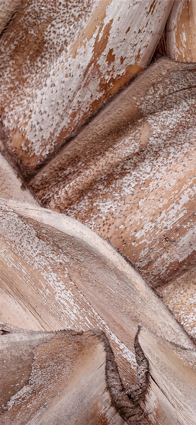 1125x2436 Tree trunk detail - texture iPhone X Wallpaper