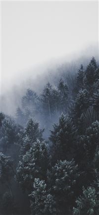 wide angle photo of pine trees wallpaper