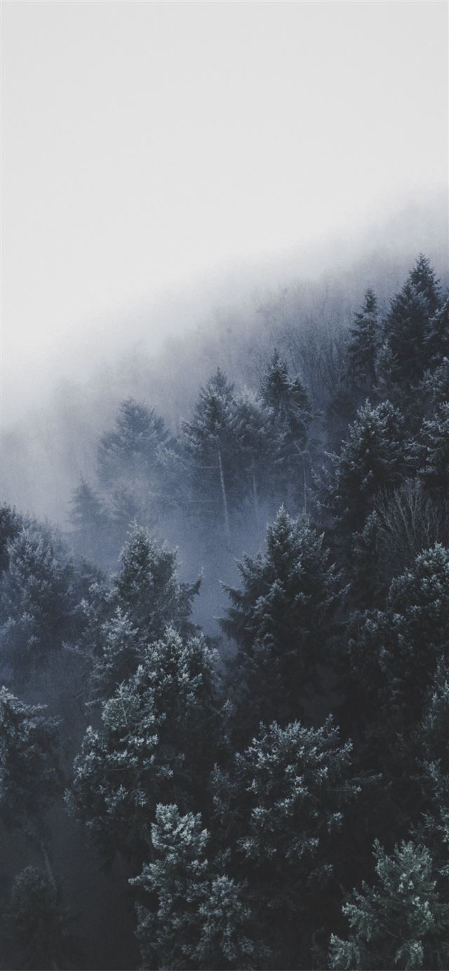 1125x2436 wide angle photo of pine trees - winter iPhone X Wallpaper