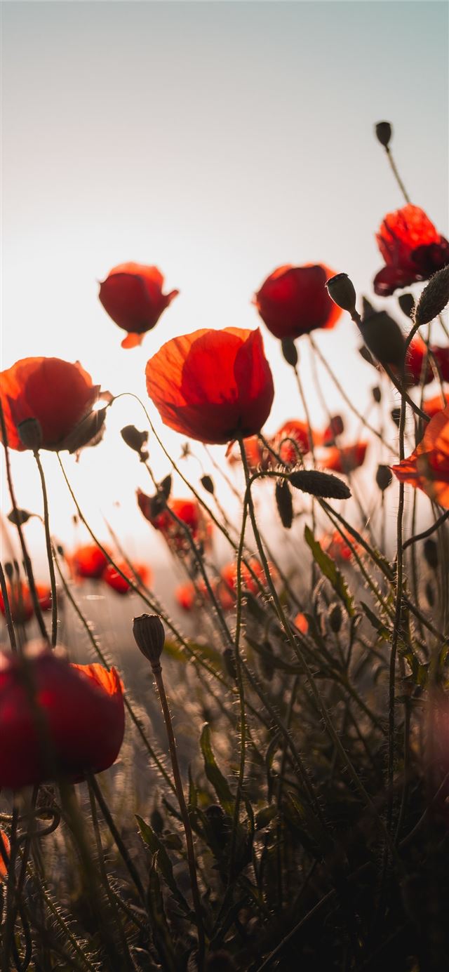 1125x2436 red flower -  iPhone X Wallpaper