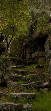 Dark Hedges wallpaper