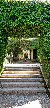 Dark Hedges wallpaper
