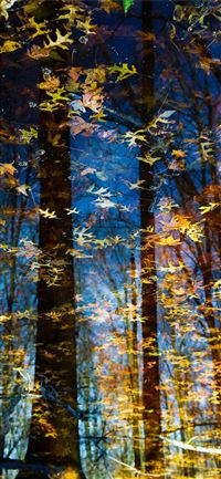 Dark Hedges wallpaper