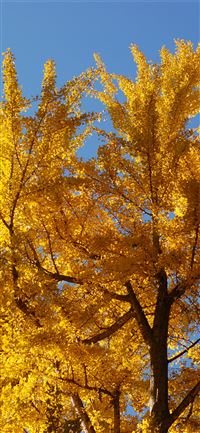 Dark Hedges wallpaper