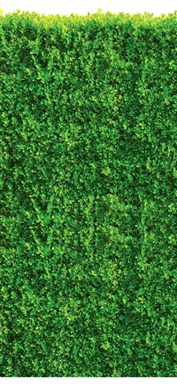 Dark Hedges wallpaper