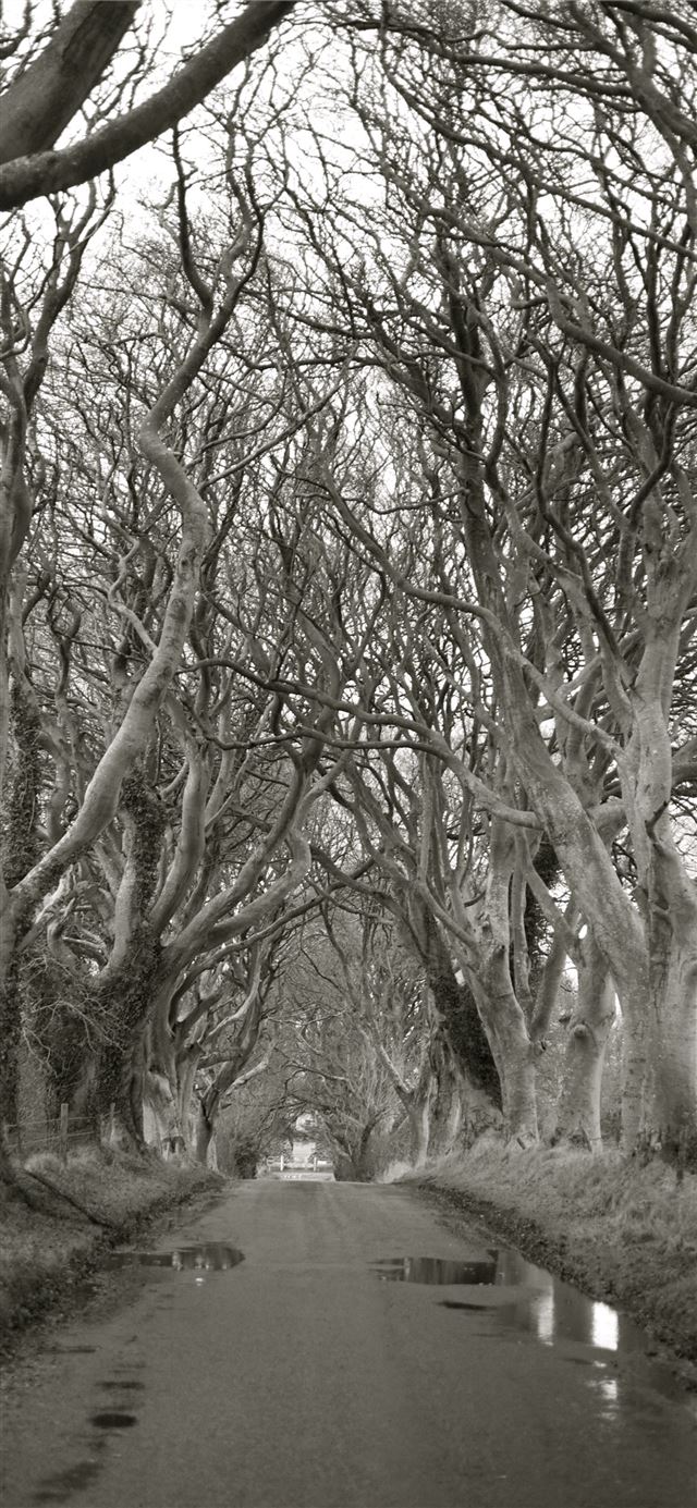 1125x2436 Dark Hedges -  iPhone X Wallpaper