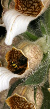 Dark Hedges wallpaper