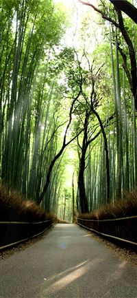 Sagano Bamboo Forest wallpaper