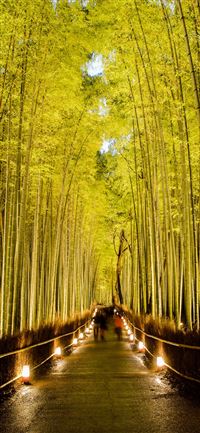 Sagano Bamboo Forest wallpaper
