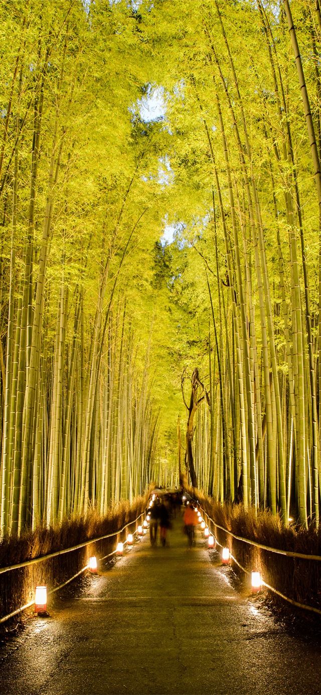 1125x2436 Sagano Bamboo Forest - kyoto iPhone X Wallpaper