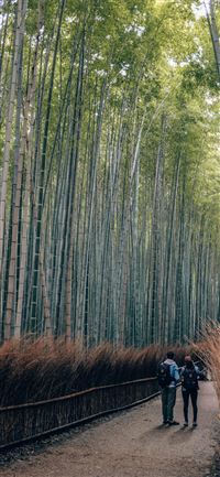 Sagano Bamboo Forest wallpaper