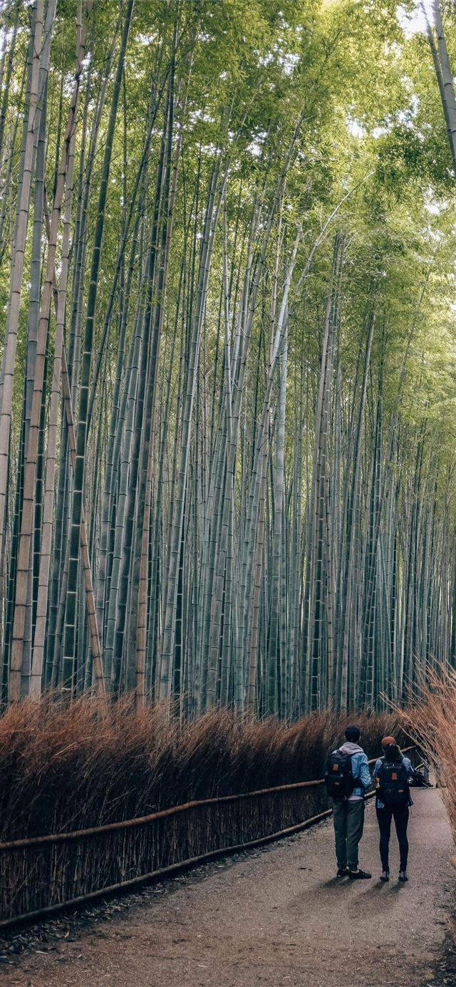 1125x2436 Sagano Bamboo Forest - kyoto iPhone X Wallpaper