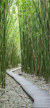 Sagano Bamboo Forest wallpaper
