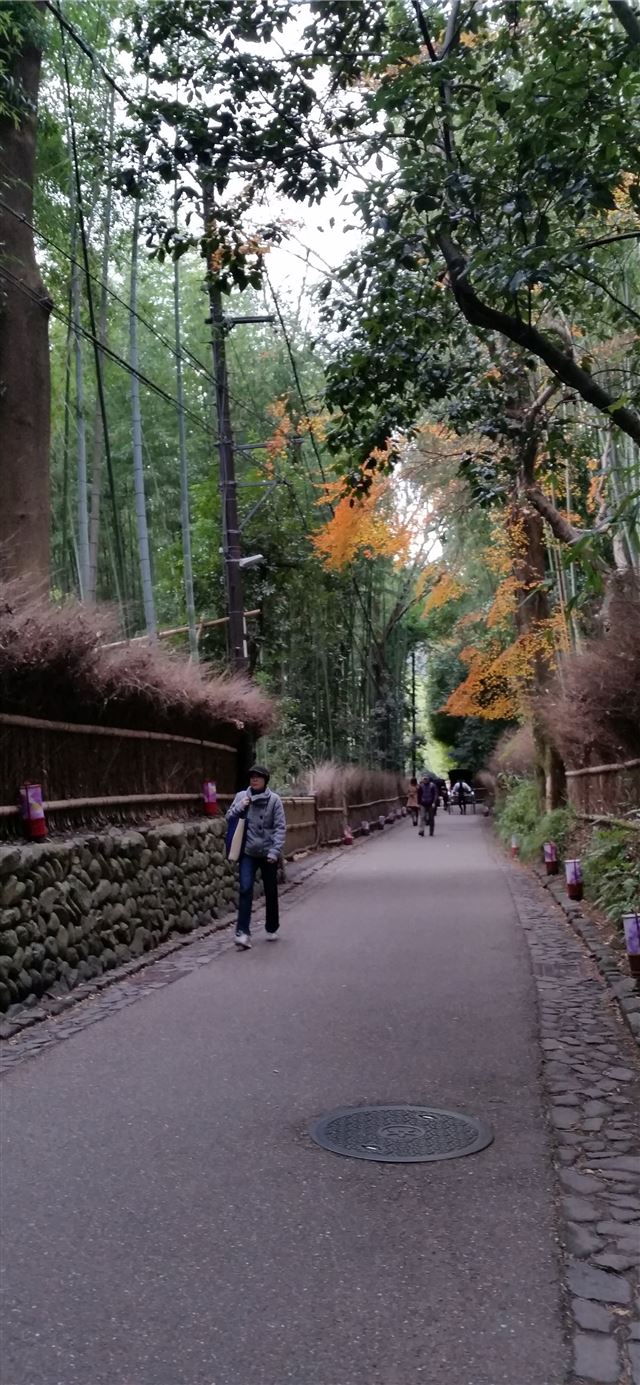 1125x2436 Sagano Bamboo Forest - kyoto iPhone X Wallpaper