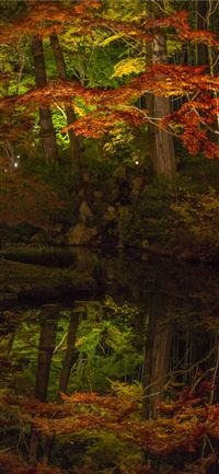 Sagano Bamboo Forest wallpaper