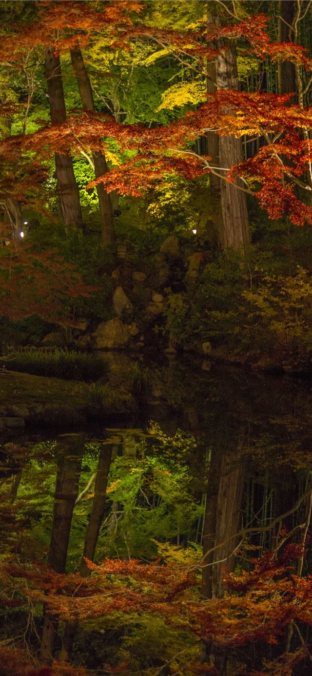 1125x2436 Sagano Bamboo Forest - kyoto iPhone X Wallpaper