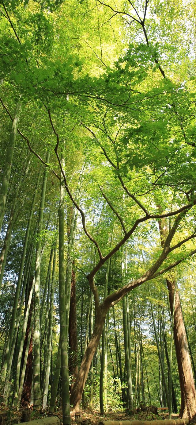 1125x2436 Sagano Bamboo Forest - kyoto iPhone X Wallpaper