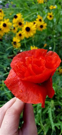 Socotra Island wallpaper