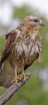Socotra Island wallpaper