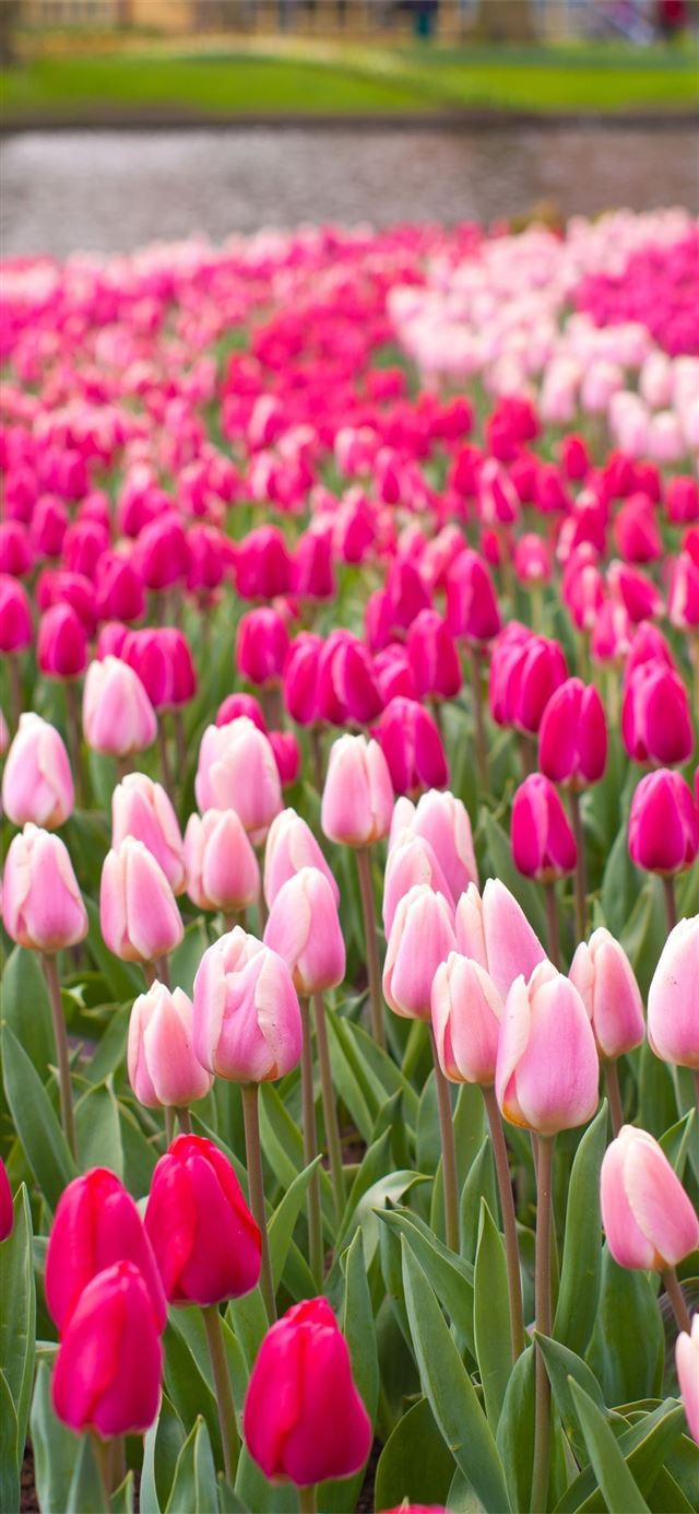 1125x2436 Lelystad Flower Festival Netherlands - netherlands iPhone X Wallpaper