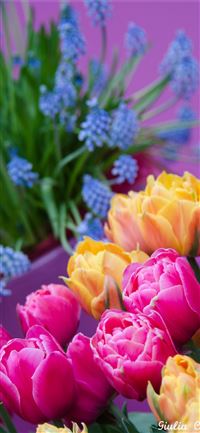 Visiting Keukenhof Holland wallpaper