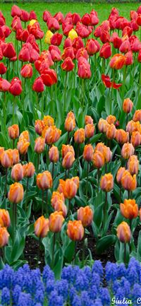 Visiting Keukenhof Holland wallpaper