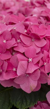 Visiting Keukenhof the world's largest tulip garde... wallpaper