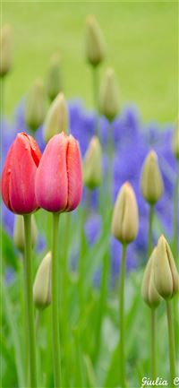 Visiting Keukenhof Holland wallpaper