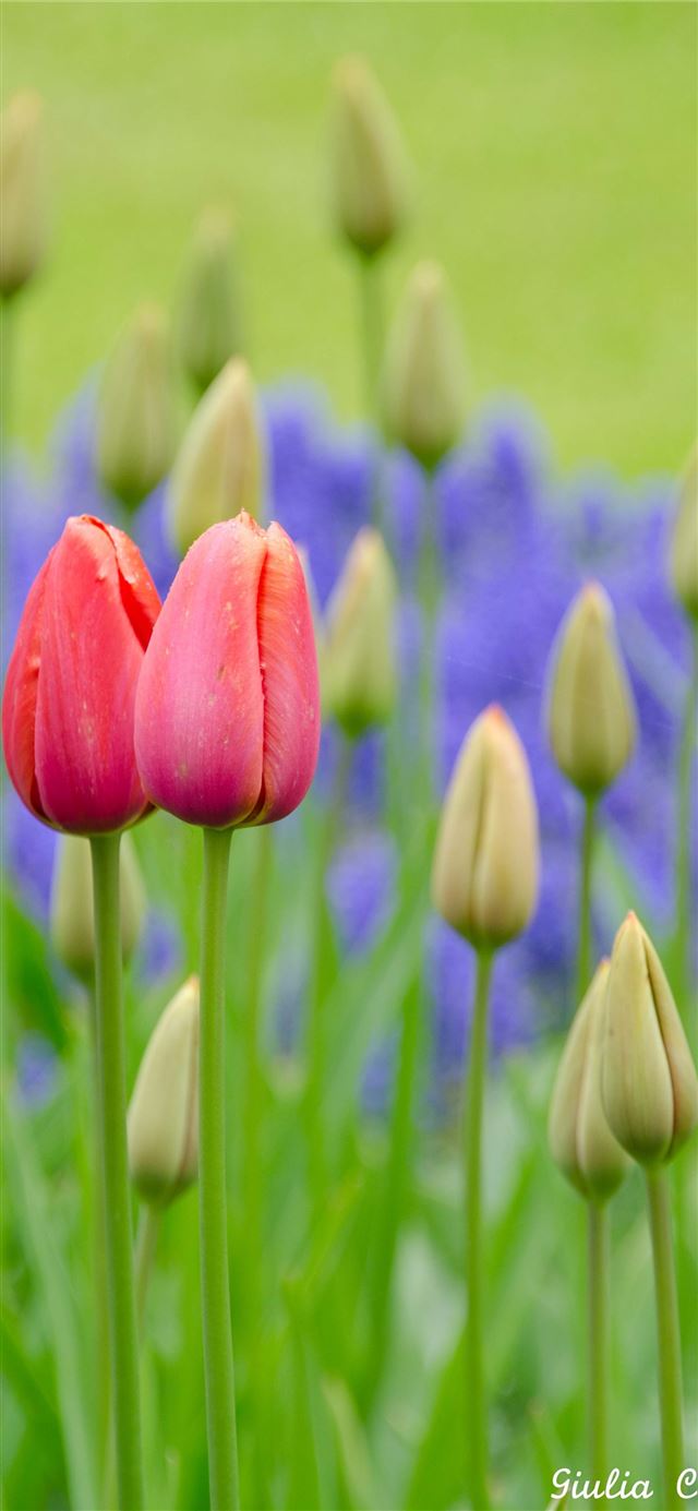 1125x2436 Visiting Keukenhof Holland - netherlands iPhone X Wallpaper