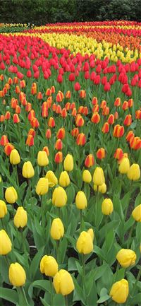 Keukenhof Gardens wallpaper