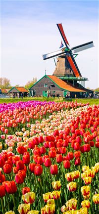Keukenhof wallpaper