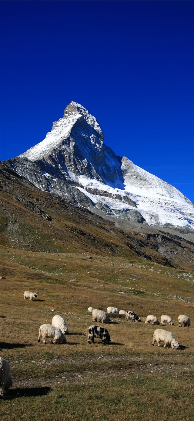 1125x2436 Herd of sheep in matterhorn Switzerland HD - matterhorn iPhone X Wallpaper
