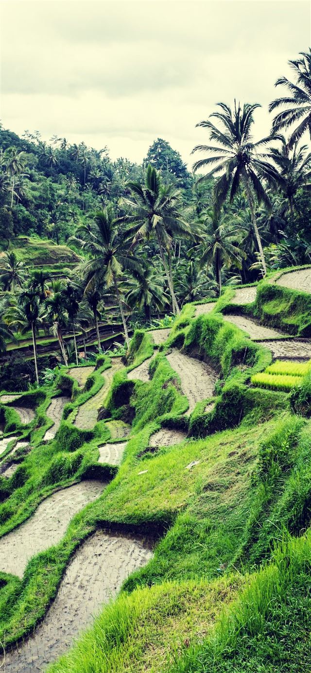 1125x2436 Rice Terraces of Vietnam - 100 most beautiful places to visit iPhone X Wallpaper