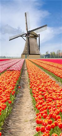 Tulip Fields of Netherlands wallpaper